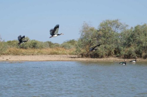 Djoudj National Bird Sanctuary - Langue de Barbarie
