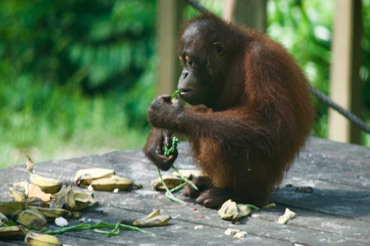 orangutans of borneo