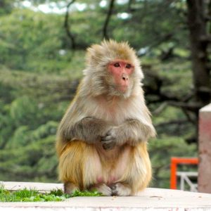 Shri Hanuman Mandir Jakhoo - Japanese macaque