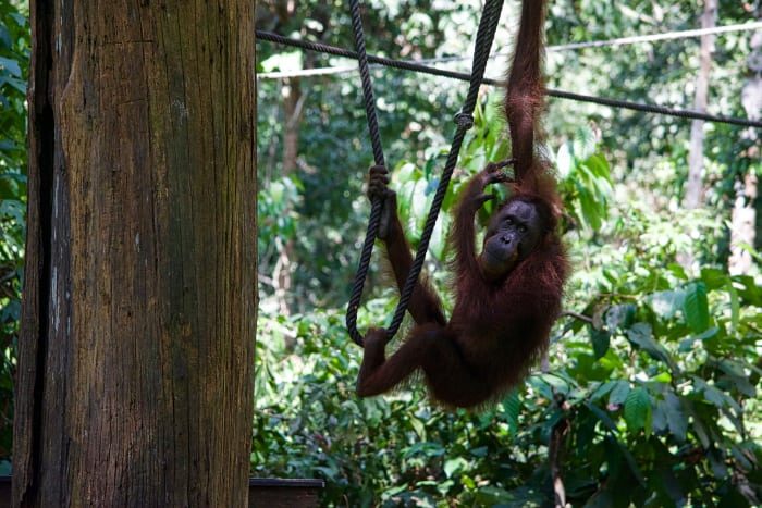 orangutans of borneo