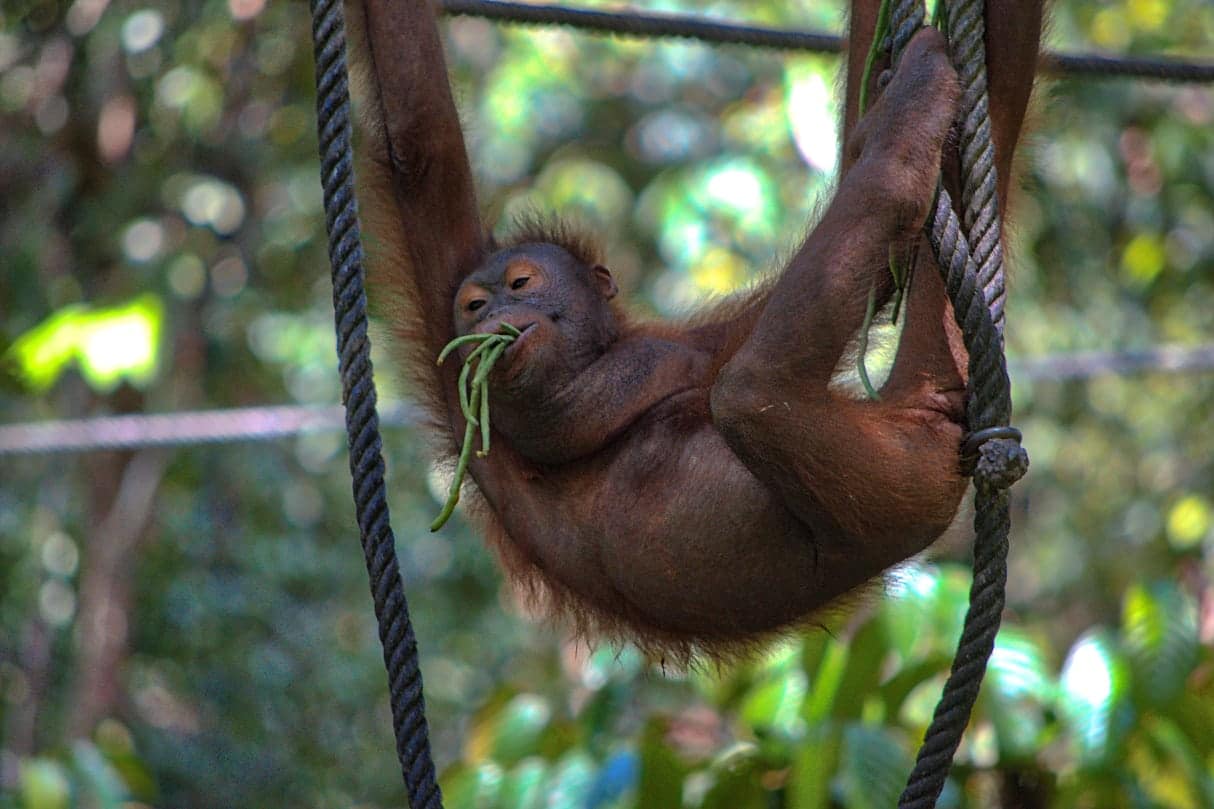 orangutans of borneo