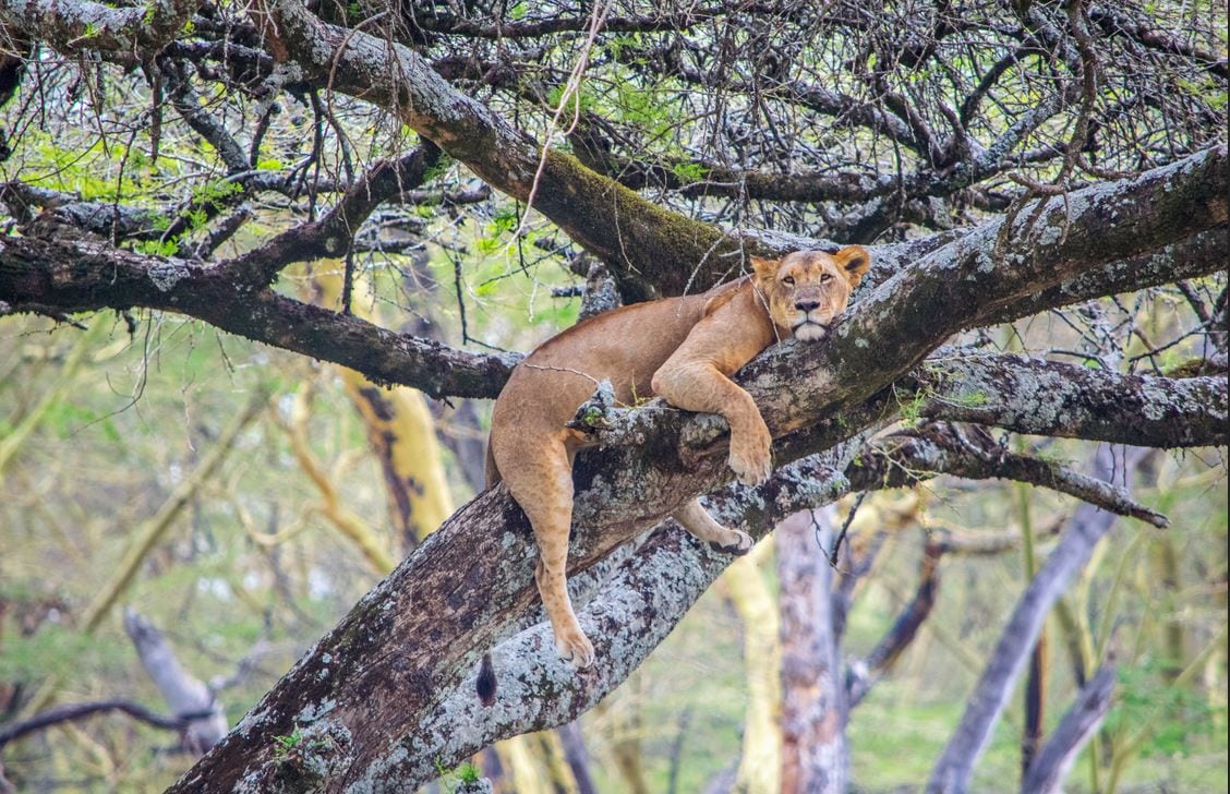 tree climbing lions kenya