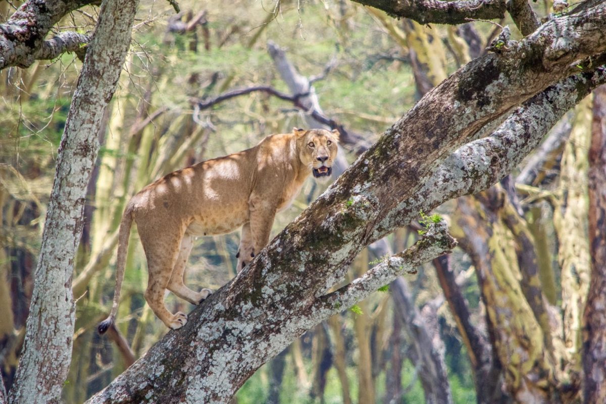 tree climbing lions kenya