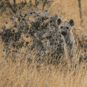 Hyenas - Wildlife