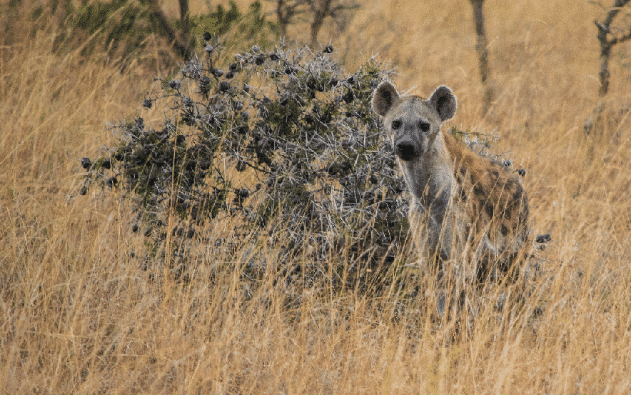 Hyenas - Wildlife