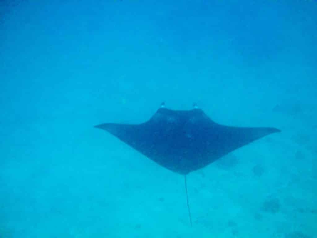 swimming with manta rays