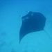 Manta rays - Djoudj National Bird Sanctuary