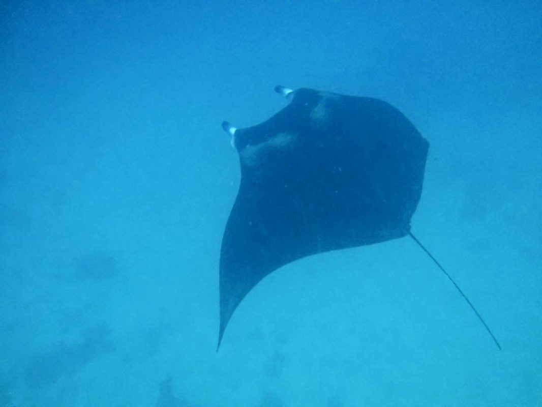 Manta rays - Djoudj National Bird Sanctuary