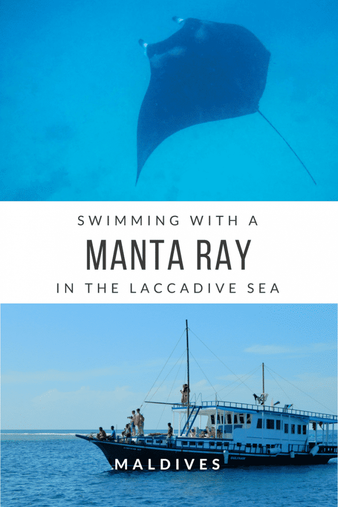 swimming with manta rays