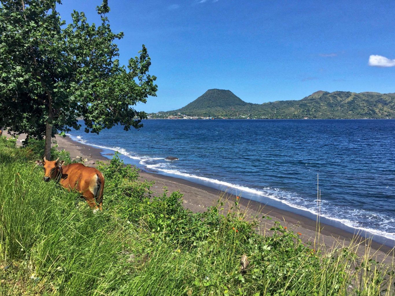 A cow grazes near a volcanic beach on the way to Bajawa, Flores Island, Indonesia