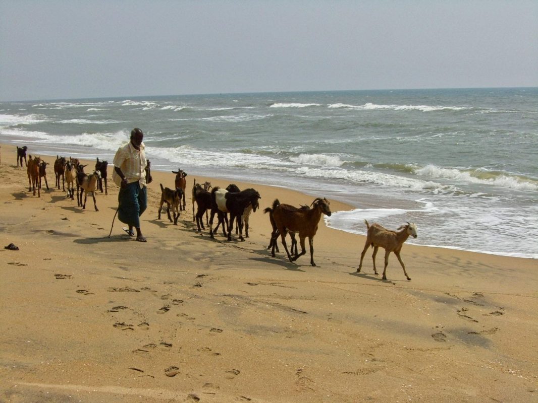 Visit Tamil Nadu: A man walks his goats on the beach