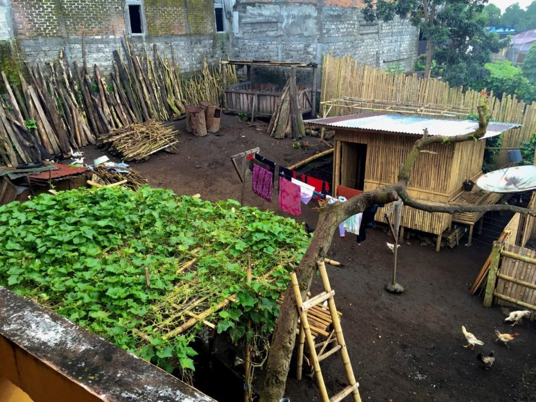 The farmyard outside my window in Bajawa