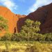 Vegetation - Savanna - Uluru
