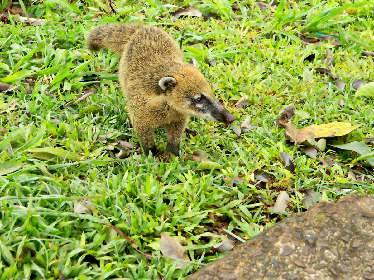 For me, one of the most rewarding things about travel is the opportunity to view and photograph wildlife I could never see at home. Check out some of the most memorable - and unusual - animal experiences I have had on my journeys around the globe! | Amazing wildlife experiences | Amazing wildlife experience | Best wildlife experiences | Indri | Spinner dolphin | Proboscis monkey | Icelandic horse | Komodo dragon | Coati | Wild ass |