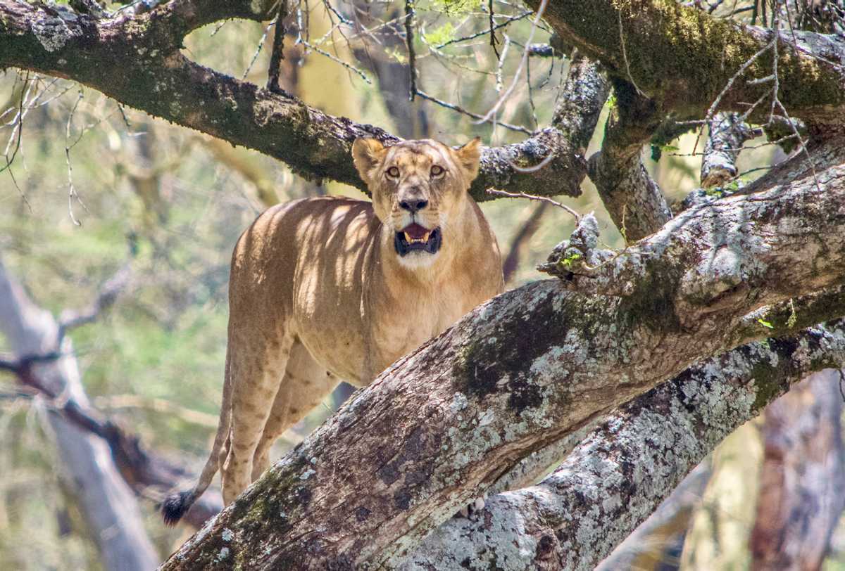 For me, one of the most rewarding things about travel is the opportunity to view and photograph wildlife I could never see at home. Check out some of the most memorable - and unusual - animal experiences I have had on my journeys around the globe! | Amazing wildlife experiences | Amazing wildlife experience | Best wildlife experiences | Indri | Spinner dolphin | Proboscis monkey | Icelandic horse | Komodo dragon | Coati | Wild ass |