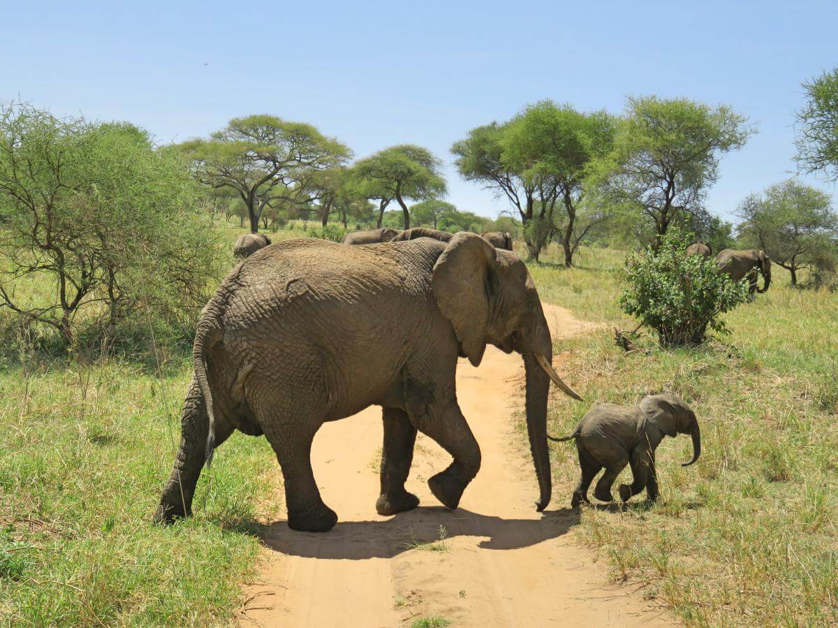 Elephant - Indian elephant
